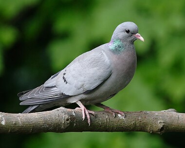 stockdove Stock Dove Spital, Wirral