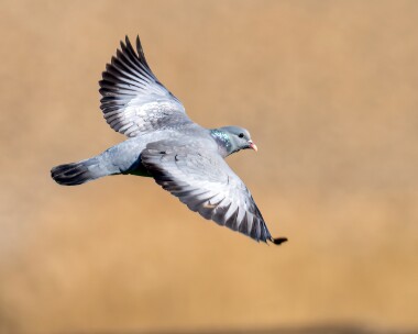 stockdove070425s Stock Dove Kelling, Norfolk