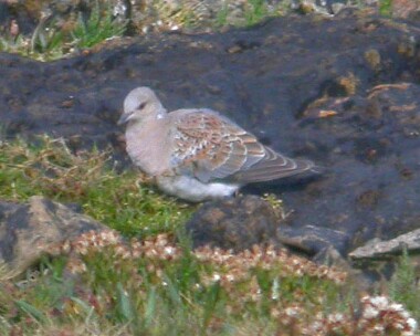 turtledove Turtle Dove Langness, Isle of Man