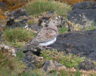 turtledove4 Turtle Dove Langness, Isle of Man