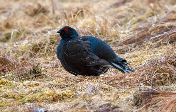 Black Grouse