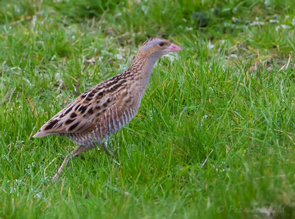 Corncrake