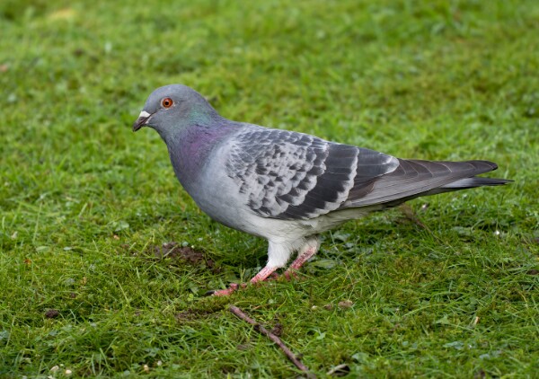 Feral Pigeon
