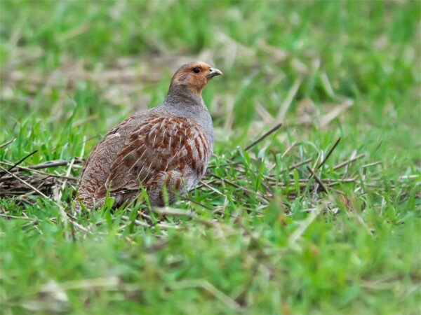 Grey Partridge