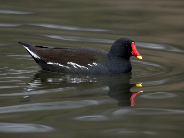 Moorhen