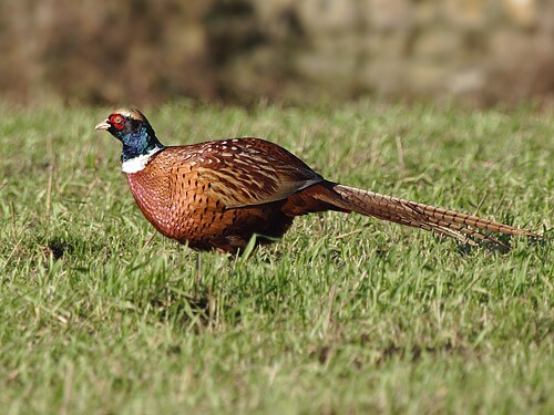Pheasant