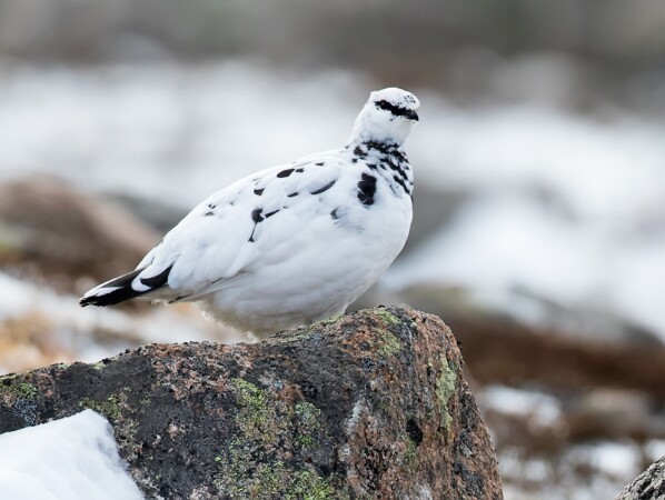 Ptarmigan