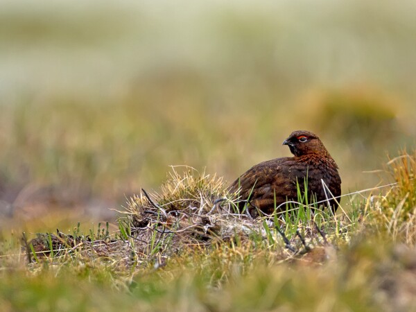 Red Grouse