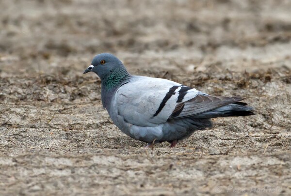 Rock Dove