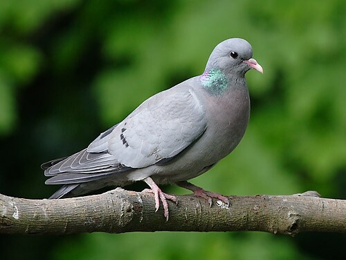 Stock Dove