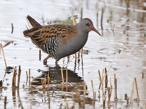 Waterrail