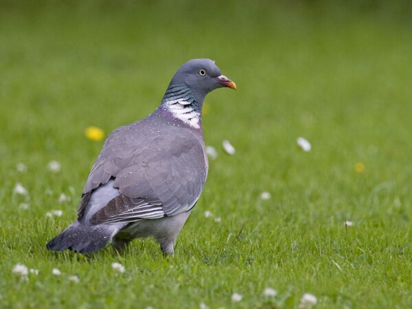 Wood Pigeon