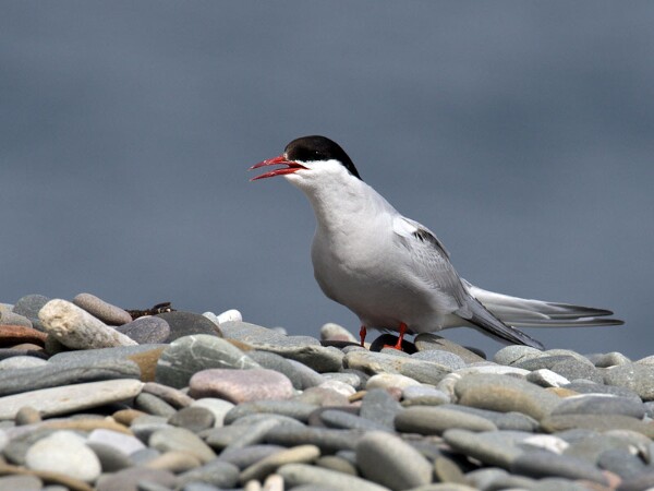 Arctic Tern