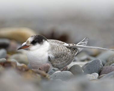 arctictern020808b Arctic Tern The Ayres, Isle of Man