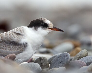 arctictern020808c Arctic Tern The Ayres, Isle of Man