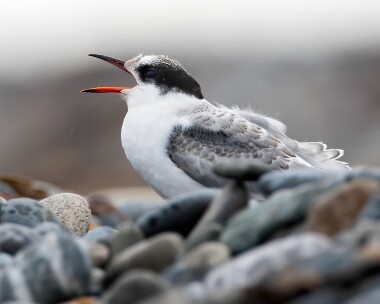 arctictern020808g Arctic Tern The Ayres, Isle of Man
