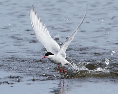 arctictern060513 Arctic Tern Balranald, North Uist