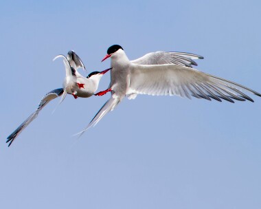 arctictern100711 Arctic Tern Smeale, Isle of Man