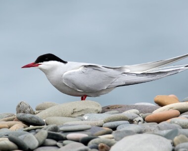 arctictern110715 Arctic Tern Point of Ayre, Isle of Man