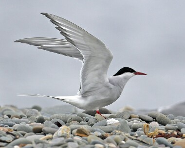 arctictern130507 Arctic Tern Point of Ayre, Isle of Man