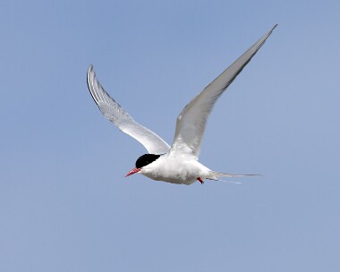 arctictern240607 Arctic Tern The Ayres, Isle of Man