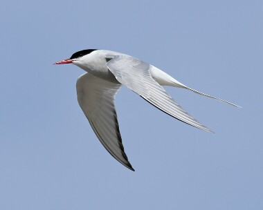 arctictern240607c Arctic Tern The Ayres, Isle of Man