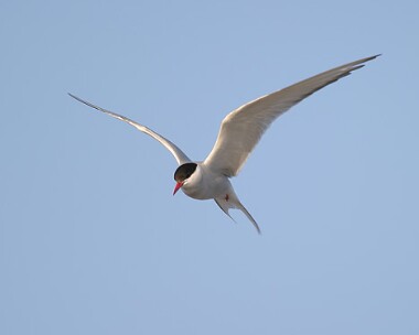 arctictern6 Arctic Tern Point of Ayre, Isle of Man