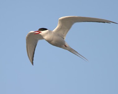 arctictern8 Arctic Tern Point of Ayre, Isle of Man