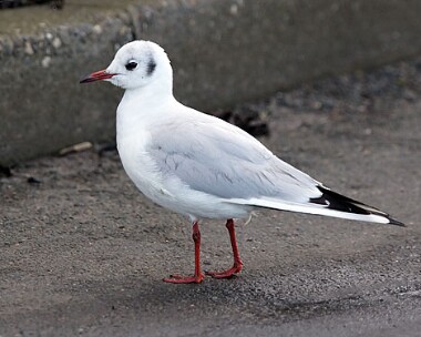 black-headed-gull10 Black-headed Gull Strandhall, Isle of Man