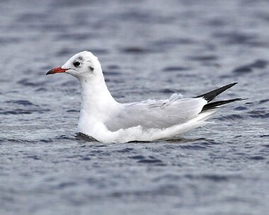 black-headed-gull12 Black-headed Gull Derbyhaven, Isle of Man
