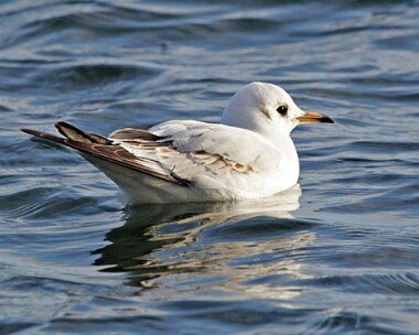 black-headed-gull8 Black-headed Gull Mooragh Park, Isle of Man