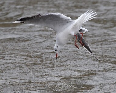 black-headed-gull9 Black-headed Gull Ballaugh Cronk, Isle of Man