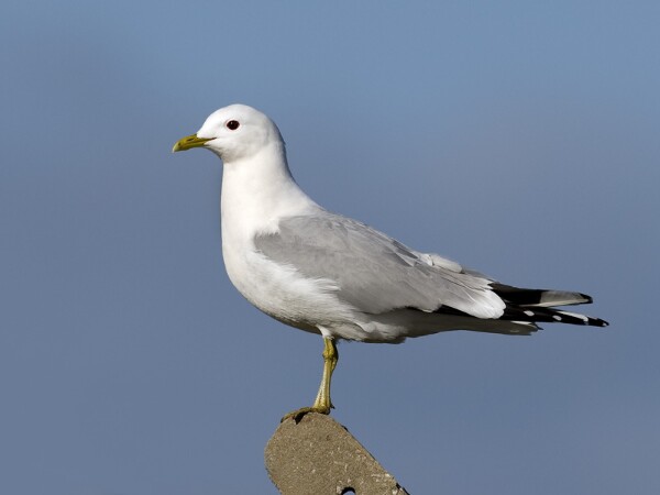 Common Gull