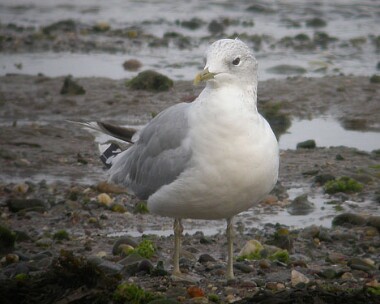 commongull1 Common Gull Derbyhaven, Isle of Man
