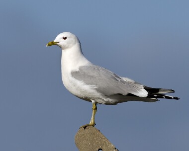 commongull110409 Common Gull Point of Ayre, Isle of Man