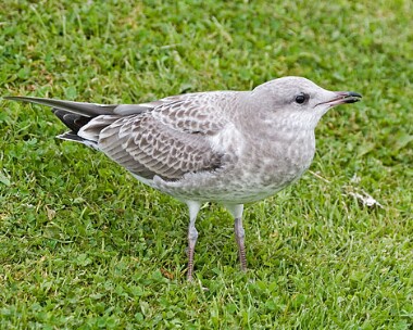 commongull2 Common Gull Broadford, Isle of Skye