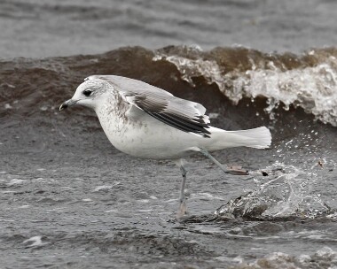 commongull271007 Common Gull Sandwick, Isle of Man