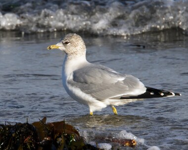 commongull311209 Common Gull Derbyhaven, Isle of Man