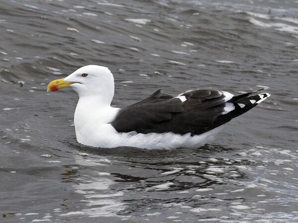 GBB Gull