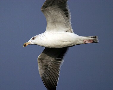 great black backed gull3 Great Black-backed Gull Sandwick, Isle of Man