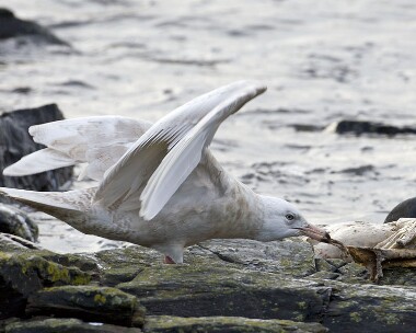 glaucousgull240109d Glaucous Gull Port Mooar, Isle of Man
