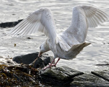 glaucousgull240109e Glaucous Gull Port Mooar, Isle of Man