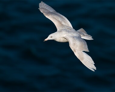 glaucousgull260212b Glaucous Gull Peel, Isle of Man