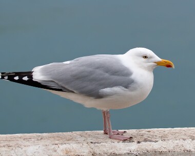 herringgull070112 Herring Gull Peel, Isle of Man