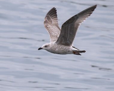 herringgull171025 Herring Gull Peel, Isle of Man