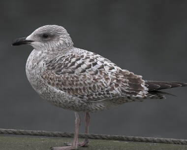 herringgull20070311 Herring Gull Peel, Isle of Man
