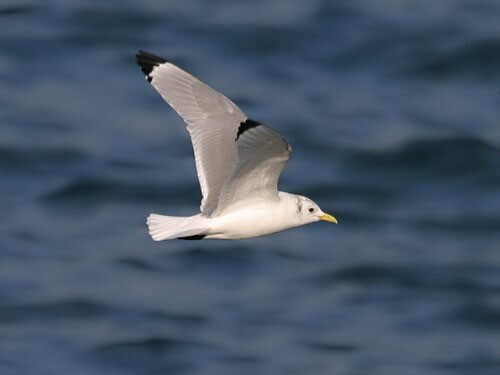 Kittiwake
