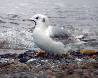 kittiwake Kittiwake Smeale, Isle of Man