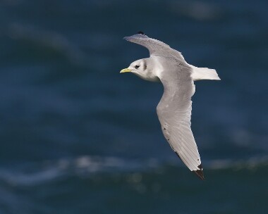kittiwake011008 Kittiwake Peel, Isle of Man