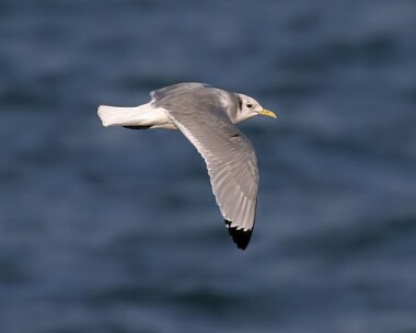kittiwake6 Kittiwake Peel, Isle of Man